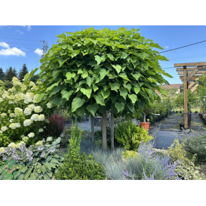Katalpa bignóniovitá ( Catalpa bignonioides ) ´NANA´- výška 150-200 cm, obvod kmeňa 8/10 cm, kont. C15L